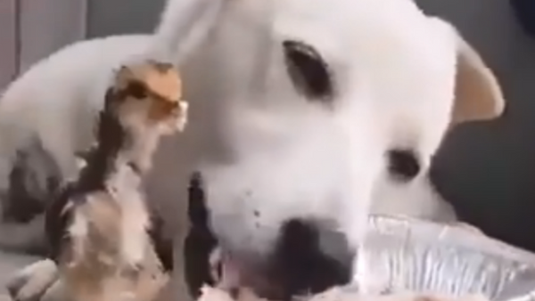 Sharing is Caring: Compassionate Canine Shares Food With Baby Bird  - Sputnik International