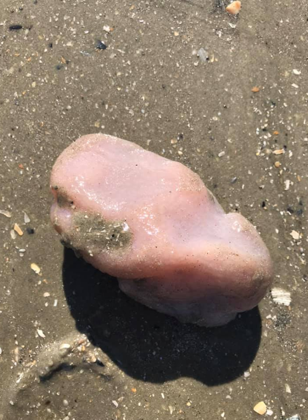 Identify This: Bizarre Ocean Dweller Found in South Carolina Confuses Netizens - Photos - Sputnik International