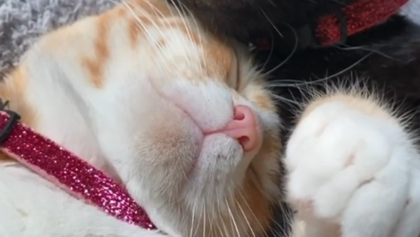Charming Cat Couple Slumber Like Humans - Sputnik International