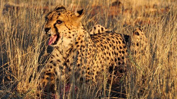African cheetah - Sputnik International
