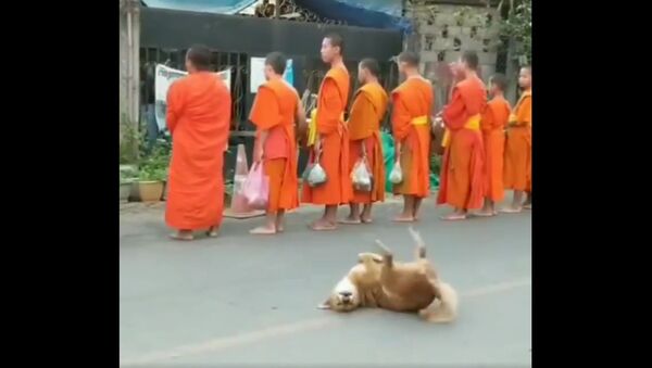 A dog with the monks at a temple in Laos - Sputnik International