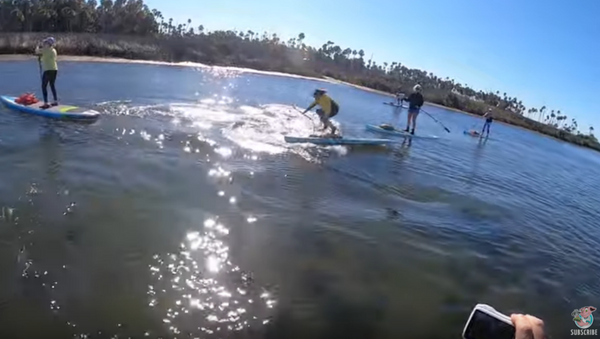 Porpoise Projectile: Dolphin Smacks Into Paddleboarder - Sputnik International