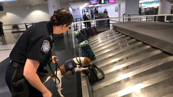 Jessica Anderson, an agricultural specialist for U.S. Customs Border and Protection, works with a beagle named Bettie to sniff out banned pork products at O'Hare International Airport in Chicago, Illinois, U.S. October 9, 2019. - Sputnik International