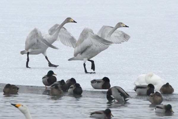 Swans and ducks in a lake in Russia's Altai region - Sputnik International