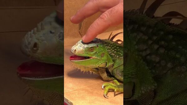 How to Revive a 'Frozen' Iguana: Florida Man Resuscitates Lizard Found on the Road - Sputnik International
