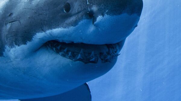Guadalupe Island Great White Shark Face On - Sputnik International