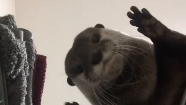Put Me In, Coach! Cute Otter Plays Game of Pass the Ball - Sputnik International