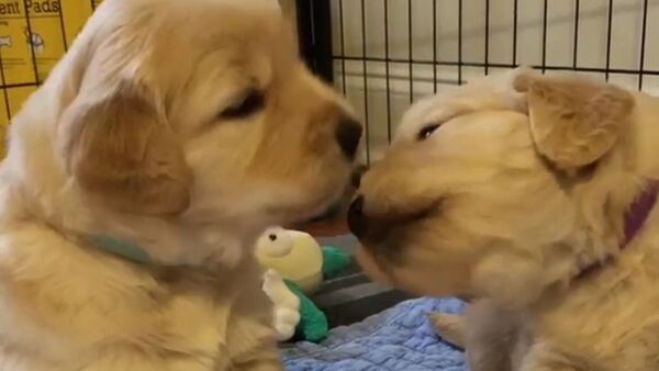 Golden retriever puppies kiss each other - Sputnik International