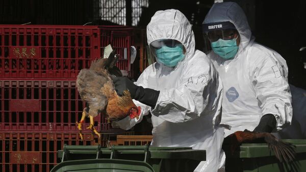 Health workers in full protective gear place a live chicken in a rubbish bin as they start culling all chickens by using carbon dioxide at a wholesale poultry market in Hong Kong - Sputnik International