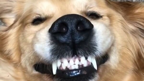 Dog smiles and shows teeth - Sputnik International
