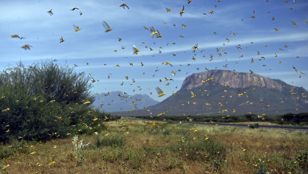 Locusts swarm from ground vegetation as people approach at Lerata village, near Archers Post in Samburu county, approximately 300 kilomters (186 miles) north of kenyan capital, Nairobi on January 22, 2020. - Sputnik International