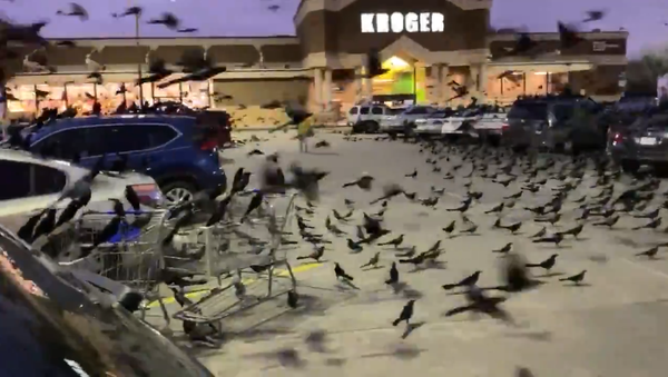 Video: Flocks of Blackbirds Invade Texas Shopping Centre Parking Lot in 'Terrifying' Moment - Sputnik International