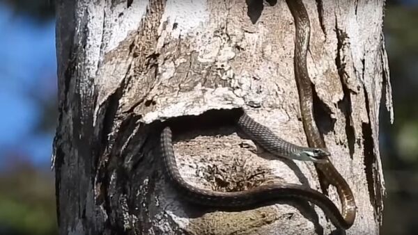   Painted Bronzeback Tree Snake Snacks on a Frog   - Sputnik International