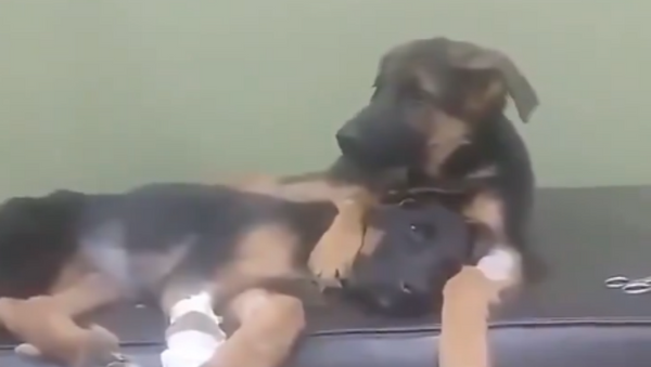 German Shepherd Comforts Sibling After Surgery  - Sputnik International