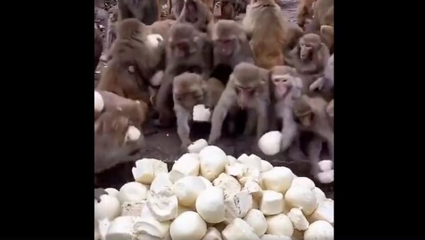 Monkeys get mantou bun - Sputnik International