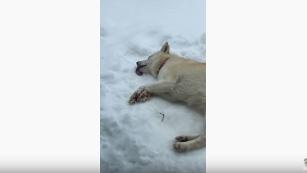 Keepin’ it Cool: Frost-Loving Dog Chills Outside, Eats Snow  - Sputnik International