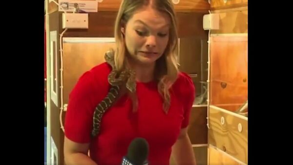 An Australian reporter screamed after a snake draped around her shoulders repeatedly struck at her microphone - Sputnik International