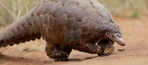  Pangolin - Sputnik International