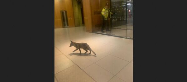 A stray fox was spotted in UK Parliament on Thursday, 6 February 2020 A stray fox was spotted in UK Parliament on Thursday, 6 February 2020 - Sputnik International