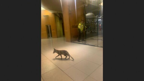 A stray fox was spotted in UK Parliament on Thursday, 6 February 2020 - Sputnik International