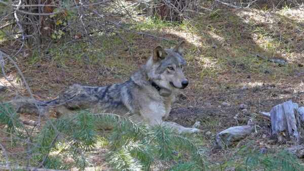 In this undated photo released by the U.S. Fish and Wildlife Service shows a dispersing wolf from the Oregon Pack OR-54, a descendent of the famous OR-7, the first wild wolf in California in nearly a century. The California Department of Fish and Wildlife says the 3- to 4-year-old female dubbed OR-54 was found on Wednesday, Feb. 5, 2020, in Shasta County, Calif. It's not clear yet whether she died by accident, naturally or was deliberately and illegally killed.   - Sputnik International