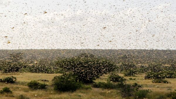 A swarm of desert locusts fly over a grazing land in Nakwamuru village, Samburu County, Kenya January 16, 2020 - Sputnik International