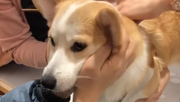 Betrayal! Adorable Pup Gets Tricked at the Vet  - Sputnik International