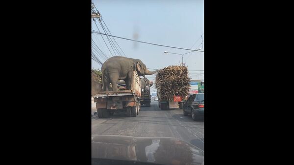   Elephants Grab a Roadside Snack While Stopped  - Sputnik International