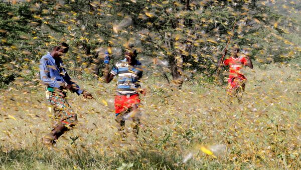 Samburu men attempt to fend-off a swarm of desert locusts flying over a grazing land in Lemasulani village, Samburu County, Kenya January 17, 2020. - Sputnik International