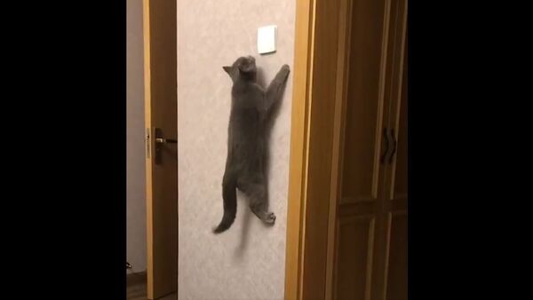 Cat - Sputnik International