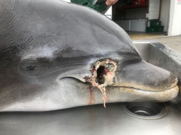 Shot, Stabbed: $20K Reward Issued for Info on Gruesome Dolphin Deaths in Florida - Photo - Sputnik International