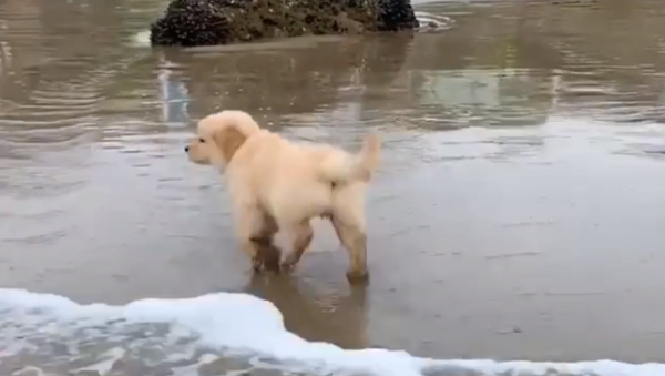 Nope, Not for Me! Adorable Golden Retriever Puppy Runs Away From Shore  - Sputnik International