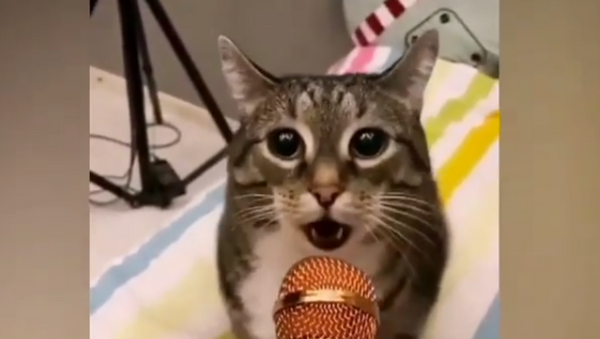 My Time to Shine: Cute Cat Shows Off Vocal Skills on Mic  - Sputnik International
