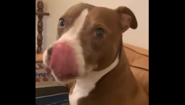Burp Me! Adorable Doggo Has Unique Dining Ritual   - Sputnik International
