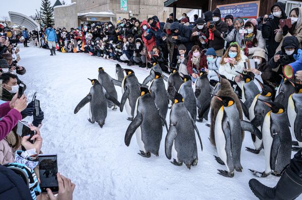 King penguins walk on snow at the Asahiyama zoo in Asahikawa, northern Japan.  - Sputnik International