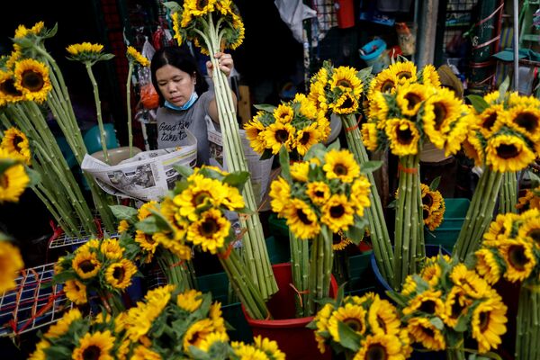 A vendor arranges sunflowers on Valentine's Day in Dangwa Flower Market in Manila, Philippines, February 14, 2020.  - Sputnik International