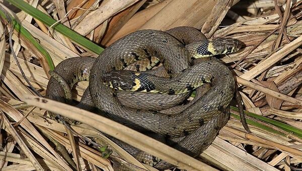 Grass snakes (Natrix natrix) mating behaviour, Otmoor RSPB Reserve, Oxfordshire - Sputnik International