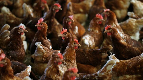 FILE PHOTO: Hens are pictured at a poultry farm in Lunteren, Netherlands, August 7, 2017.  - Sputnik International