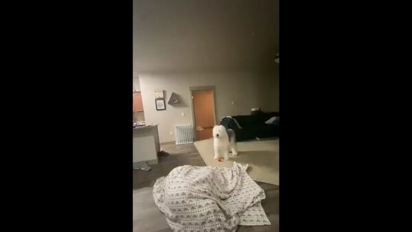 Dog - Sputnik International