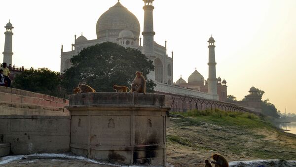 This photo taken on November 13, 2018 shows macaques monkeys gathering near the Taj Mahal monument in Agra in India's Uttar Pradesh state. - Indian police said November 15 they were actively looking into the suspected killing of an infant by a monkey after it snatched him from his mother's arms in Agra, the city of the Taj Mahal - Sputnik International