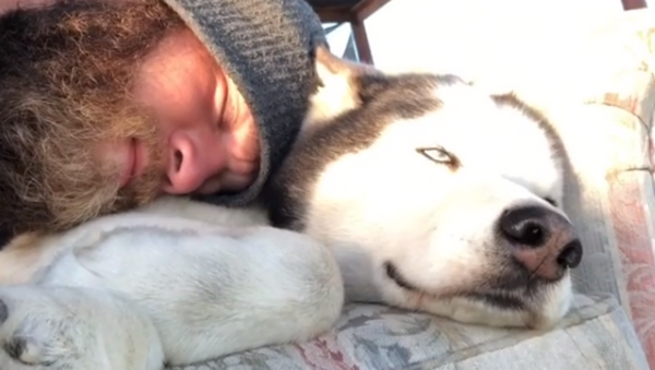 Let Me Sleep! Husky Opposes Cuddles  - Sputnik International