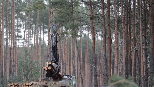 Pine logs are piled up on the future site where US electric car giant Tesla is set to build its new car factory, in Gruenheide near Berlin - Sputnik International