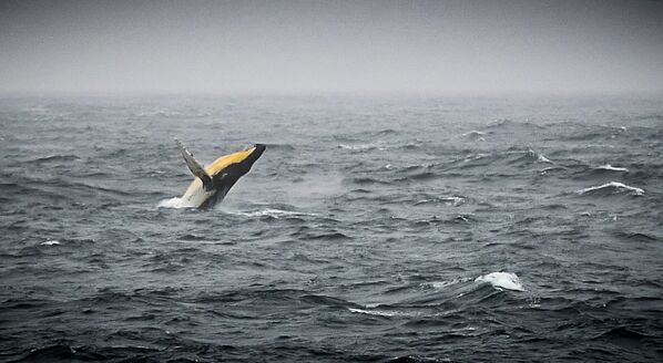 Humpback whale in the Bellingshausen Sea in the west side of the Antarctic Peninsula - Sputnik International