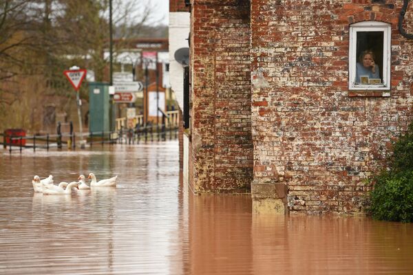 A woman looks out of her window as geese swim past in floodwater after the River Severn bursts it's banks in Bewdley, west of Birmingham on February 16, 2020, after Storm Dennis caused flooding across large swathes of Britain. - Sputnik International