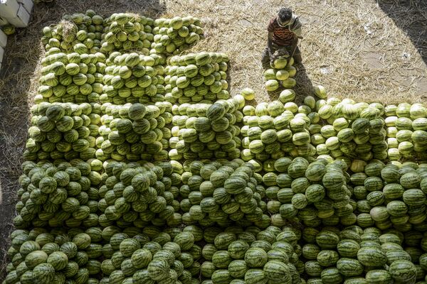 A labourer arranges watermelons before the auction at Gaddiannaram wholesale fruit market in Hyderabad on February 19, 2020. - Sputnik International