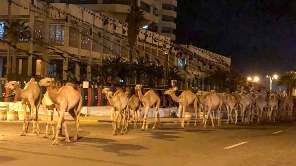 A herd of camels walk across the streets in Tripoli, Libya February 19, 2020. Picture taken February 19, 2020 - Sputnik International