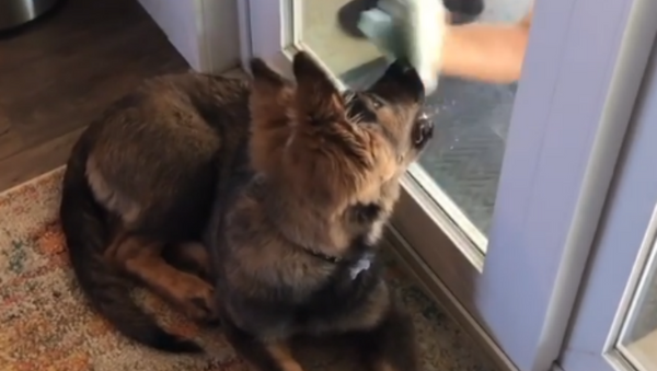 You Missed a Spot! German Shepherd Puppy “Helps” to Wash Window  - Sputnik International