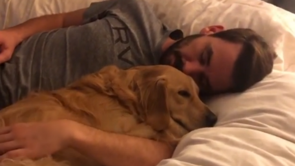 Snuggly Golden Retriever Pup Cozies Up With ‘Dad’ - Sputnik International