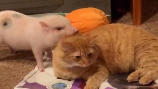 Cat and Pig - Sputnik International