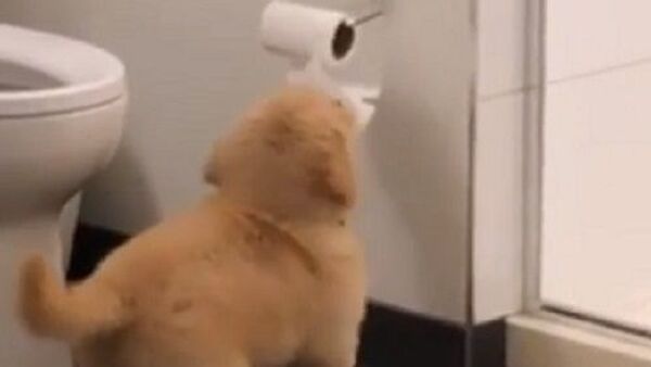 Puppy and toilet paper - Sputnik International